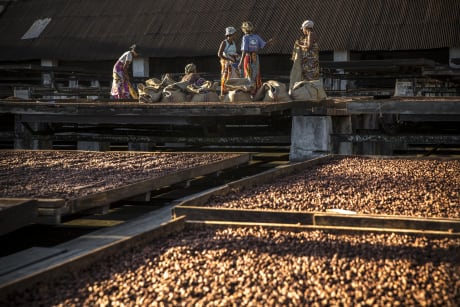 cacao